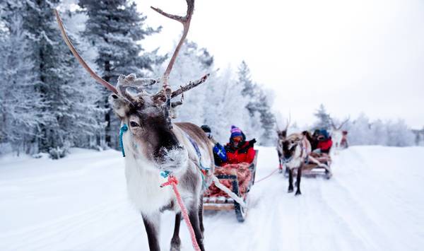Voigt Lapland Reizen